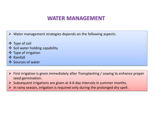  First irrigation is given immediately after Transplanting / sowing to enhance proper
seed germination.
 Subsequent irrigations are given at 4-6 day intervals in summer months.
 In rainy season, irrigation is required only during the prolonged dry spell.
WATER MANAGEMENT
 Water management strategies depends on the following aspects:
 Type of soil
 Soil water holding capability
 Type of irrigation
 Rainfall
 Sources of water
 