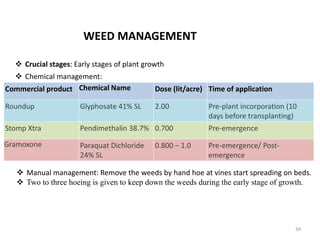34
WEED MANAGEMENT
 Crucial stages: Early stages of plant growth
 Chemical management:
Commercial product Chemical Name Dose (lit/acre) Time of application
Roundup Glyphosate 41% SL 2.00 Pre-plant incorporation (10
days before transplanting)
Stomp Xtra Pendimethalin 38.7% 0.700 Pre-emergence
Gramoxone Paraquat Dichloride
24% SL
0.800 – 1.0 Pre-emergence/ Post-
emergence
 Manual management: Remove the weeds by hand hoe at vines start spreading on beds.
 Two to three hoeing is given to keep down the weeds during the early stage of growth.
 