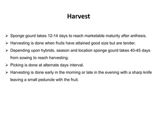 Harvest
 Sponge gourd takes 12-14 days to reach marketable maturity after anthesis.
 Harvesting is done when fruits have attained good size but are tender.
 Depending upon hybrids, season and location sponge gourd takes 40-45 days
from sowing to reach harvesting.
 Picking is done at alternate days interval.
 Harvesting is done early in the morning or late in the evening with a sharp knife
leaving a small peduncle with the fruit.
 