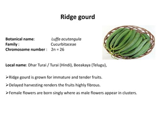 Ridge gourd
Botanical name: Luffa acutangula
Family : Cucurbitaceae
Chromosome number : 2n = 26
Local name: Dhar Turai / Turai (Hindi), Beeakaya (Telugu),
Ridge gourd is grown for immature and tender fruits.
Delayed harvesting renders the fruits highly fibrous.
Female flowers are born singly where as male flowers appear in clusters.
 