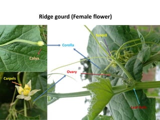 Ovary
Leaf Axils
Tendril
Corolla
Carpels
Calyx
Ridge gourd (Female flower)
 