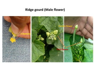 Male flower
Female flower
3 Stamens
Ridge gourd (Male flower)
 