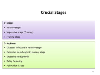 41
Crucial Stages
 Stages
 Nursery stage
 Vegetative stage (Training)
 Fruiting stage
 Problems
 Diseases infection in nursery stage
 Excessive stem height in nursery stage
 Excessive vine growth
 Delay flowering
 Pollination issues
 