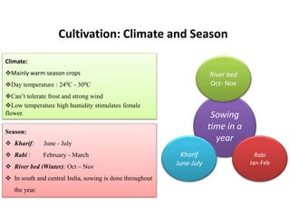 Cultivation: Climate and Season
Climate:
Mainly warm season crops
Day temperature : 240C - 300C
Can’t tolerate frost and strong wind
Low temperature high humidity stimulates female
flower.
Season:
 Kharif: June - July
 Rabi : February - March
 River bed (Winter): Oct – Nov
 In south and central India, sowing is done throughout
the year.
Sowing
time in a
year
River bed
Oct- Nov
Kharif
June-July
Rabi
Jan-Feb
 
