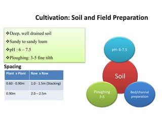 Cultivation: Soil and Field Preparation
Deep, well drained soil
Sandy to sandy loam
pH : 6 – 7.5
Ploughing: 3-5 fine tilth
Soil
pH- 6-7.5
Ploughing
3-5
Bed/channal
preparation
Plant x Plant Row x Row
0.60 - 0.90m 1.0 - 1.5m (Stacking)
0.90m 2.0 – 2.5m
Spacing
 