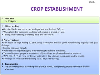1. Direct seeding
On raised beds, sow one to two seeds per hole at a depth of 2-3 cm.
When planted in warm soil, seedlings will emerge in a week or less.
Thining to one seedling when they have two true leaves.
2. Nursery raising
Sow seeds in trays having 50 cells using a coco-peat that has good water-holding capacity and good
drainage.
Sowing one seeds per cell.
Water the seedlings thoroughly every morning to maintain a moisture.
The seedlings are sprayed with commercially available supplemental nutrient mixtures
of NPK (19:19:19) @ 1-2 g per litre of water at 2-3 day intervals to maintain healthy growth.
Seedlings are ready for transplanting 10–12 days after sowing.
 Transplanting
 The ideal transplant is a seedling with 1-2 true leaves, Transplanting should be done in the late
afternoon.
Cont..
 Seed Rate
2 – 2.5 kg/ha
CROP ESTABLISHMENT
 