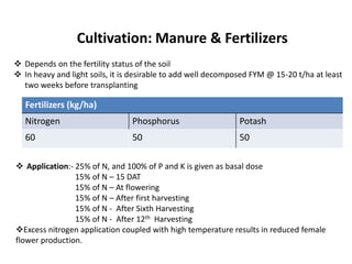 Cultivation: Manure & Fertilizers
Fertilizers (kg/ha)
Nitrogen Phosphorus Potash
60 50 50
 Application:- 25% of N, and 100% of P and K is given as basal dose
15% of N – 15 DAT
15% of N – At flowering
15% of N – After first harvesting
15% of N - After Sixth Harvesting
15% of N - After 12th Harvesting
Excess nitrogen application coupled with high temperature results in reduced female
flower production.
 Depends on the fertility status of the soil
 In heavy and light soils, it is desirable to add well decomposed FYM @ 15-20 t/ha at least
two weeks before transplanting
 
