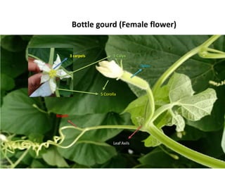 Ovary
5 Calyx
5 Corolla
Leaf Axils
Tendril
3 carpels
Bottle gourd (Female flower)
 