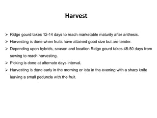 Harvest
 Ridge gourd takes 12-14 days to reach marketable maturity after anthesis.
 Harvesting is done when fruits have attained good size but are tender.
 Depending upon hybrids, season and location Ridge gourd takes 45-50 days from
sowing to reach harvesting.
 Picking is done at alternate days interval.
 Harvesting is done early in the morning or late in the evening with a sharp knife
leaving a small peduncle with the fruit.
 