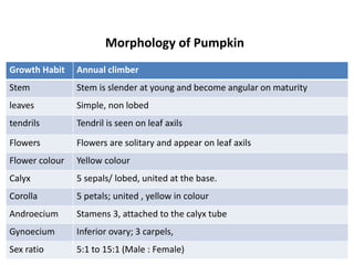 Growth Habit Annual climber
Stem Stem is slender at young and become angular on maturity
leaves Simple, non lobed
tendrils Tendril is seen on leaf axils
Flowers Flowers are solitary and appear on leaf axils
Flower colour Yellow colour
Calyx 5 sepals/ lobed, united at the base.
Corolla 5 petals; united , yellow in colour
Androecium Stamens 3, attached to the calyx tube
Gynoecium Inferior ovary; 3 carpels,
Sex ratio 5:1 to 15:1 (Male : Female)
Morphology of Pumpkin
 