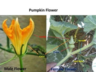 Calyx
Corolla
Ovary
Ovary
Leaf Axils
Tendril
Pumpkin Flower
Male Flower Female Flower
 