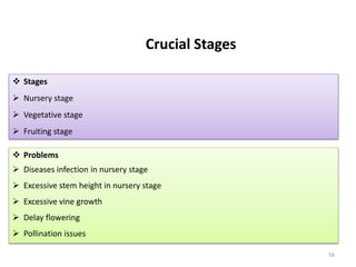56
Crucial Stages
 Stages
 Nursery stage
 Vegetative stage
 Fruiting stage
 Problems
 Diseases infection in nursery stage
 Excessive stem height in nursery stage
 Excessive vine growth
 Delay flowering
 Pollination issues
 