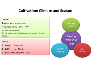 Cultivation: Climate and Season
Climate:
Mainly warm season crops
Day temperature : 200C - 300C
Can’t tolerate frost
Low temperature high humidity stimulates female
flower.
Season:
 Kharif: June - July
 Rabi : Jan - March
 River bed (Winter): Oct – Nov.
Sowing
time in a
year
River bed
Oct- Nov
Kharif
June-July
Rabi
Jan-Feb
 