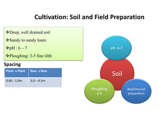 Cultivation: Soil and Field Preparation
Deep, well drained soil
Sandy to sandy loam
pH : 6 – 7
Ploughing: 3-5 fine tilth
Soil
pH- 6-7
Ploughing
3-5
Bed/channal
preparation
Plant x Plant Row x Row
0.60 - 1.0m 3.0 – 4.5m
Spacing
 