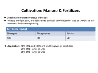 Cultivation: Manure & Fertilizers
Fertilizers (kg/ha)
Nitrogen Phosphorus Potash
100 50 50
 Application:- 50% of N, and 100% of P and K is given as basal dose
25% of N – After 35 DOS
25% of N – After 60 DOS
 Depends on the fertility status of the soil
 In heavy and light soils, it is desirable to add well decomposed FYM @ 15-20 t/ha at least
two weeks before transplanting
 