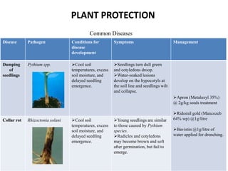 Disease Pathogen Conditions for
disease
development
Symptoms Management
Damping
of
seedlings
Pythium spp. Cool soil
temperatures, excess
soil moisture, and
delayed seedling
emergence.
Seedlings turn dull green
and cotyledons droop.
Water-soaked lesions
develop on the hypocotyls at
the soil line and seedlings wilt
and collapse.
Apron (Metalaxyl 35%)
@ 2g/kg seeds treatment
Ridomil gold (Mancozeb
64% wp) @1g/litre
Bavistin @1g/litre of
water applied for drenching.
Collar rot Rhizoctonia solani Cool soil
temperatures, excess
soil moisture, and
delayed seedling
emergence.
Young seedlings are similar
to those caused by Pythium
species.
Radicles and cotyledons
may become brown and soft
after germination, but fail to
emerge.
PLANT PROTECTION
Common Diseases
 