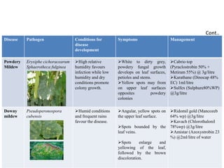 Disease Pathogen Conditions for
disease
development
Symptoms Management
Powdery
Mildew
Erysiphe cichoracearum
Sphaerotheca fulginea
High relative
humidity favours
infection while low
humidity and dry
conditions promote
colony growth.
White to dirty grey,
powdery fungal growth
develops on leaf surfaces,
petioles and stems.
Yellow spots may from
on upper leaf surfaces
opposites powdery
colonies
Cabrio top
(Pyraclostrobin 50% +
Metiram 55%) @ 3g/litre
Karathane (Dinocap 48%
EC) 1ml/litre
Sulfex (Sulphure80%WP)
@3g/litre
Downy
mildew
Pseudoperonospora
cubensis
Humid conditions
and frequent rains
favour the disease.
Angular, yellow spots on
the upper leaf surface.
Spots bounded by the
leaf veins.
Spots enlarge and
yellowing of the leaf,
followed by the brown
discoloration.
Ridomil gold (Mancozeb
64% wp) @3g/litre
Kavach (Chlorothalonil
78%wp) @3g/litre
Amistar (Azoxystrobin 23
%) @2ml/litre of water
Cont..
 