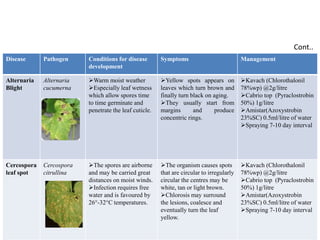 Disease Pathogen Conditions for disease
development
Symptoms Management
Alternaria
Blight
Alternaria
cucumerna
Warm moist weather
Especially leaf wetness
which allow spores time
to time germinate and
penetrate the leaf cuticle.
Yellow spots appears on
leaves which turn brown and
finally turn black on aging.
They usually start from
margins and produce
concentric rings.
Kavach (Chlorothalonil
78%wp) @2g/litre
Cabrio top (Pyraclostrobin
50%) 1g/litre
Amistar(Azoxystrobin
23%SC) 0.5ml/litre of water
Spraying 7-10 day interval
Cercospora
leaf spot
Cercospora
citrullina
The spores are airborne
and may be carried great
distances on moist winds.
Infection requires free
water and is favoured by
26°-32°C temperatures.
The organism causes spots
that are circular to irregularly
circular the centres may be
white, tan or light brown.
Chlorosis may surround
the lesions, coalesce and
eventually turn the leaf
yellow.
Kavach (Chlorothalonil
78%wp) @2g/litre
Cabrio top (Pyraclostrobin
50%) 1g/litre
Amistar(Azoxystrobin
23%SC) 0.5ml/litre of water
Spraying 7-10 day interval
Cont..
 