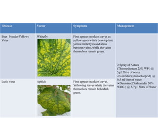 Disease Vector Symptoms Management
Beet Pseudo-Yellows
Virus
Whitefly First appear on older leaves as
yellow spots which develop into
yellow blotchy raised areas
between veins, while the veins
themselves remain green.
Spray of Actara
(Thiomethoxam 25% WP ) @
5g/15litre of water
Confidor (Imidachloprid) @
0.5 ml/litre of water
Dantotsu(Clothianidin 50%
WDG ) @ 5-7g/15litre of Water
Lutio virus Aphids First appear on older leaves.
Yellowing leaves while the veins
themselves remain bold dark
green.
 