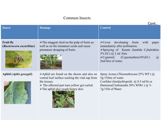 Insect Damage Control
Fruit fly
(Bacterocera cucurbitae)
The maggots feed on the pulp of fruits as
well as on the immature seeds and cause
premature dropping of fruits.
Cover developing fruits with paper
immediately after pollination.
Spraying of Karate (lambda Cyhalothrin
5% EC) @ 2 ml /litre
Cypermil (Cypermethrin10%EC) @
2ml/litre of water.
Aphid (Aphis gossypii) Aphid are found on the shoots and also on
ventral leaf surface sucking the vital sap from
the tissues.
 The affected part turn yellow get curled.
The aphid also exude honey dew.
Spray Actara (Thiomethoxam 25% WP ) @
5g/15litre of water
Confidor (Imidachloprid) @ 0.5 ml/lit or
Dantotsu(Clothianidin 50% WDG ) @ 5-
7g/15lit of Water
Cont..
Common Insects
 