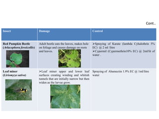 Insect Damage Control
Red Pumpkin Beetle
(Avlacophora foveicollis)
Adult beetle eats the leaves, makes hole
on foliage and causes damage on roots
and leaves.
Spraying of Karate (lambda Cyhalothrin 5%
EC) @ 2 ml /litre
Cypermil (Cypermethrin10% EC) @ 2ml/lit of
water .
Leaf miner
(Liriomyza sativa)
Leaf miner upper and lower leaf
surfaces creating winding and whitish
tunnels that are initially narrow but then
widen as the larvae grow.
Spraying of Abamectin 1.9% EC @ 1ml/litre
water
Cont..
 