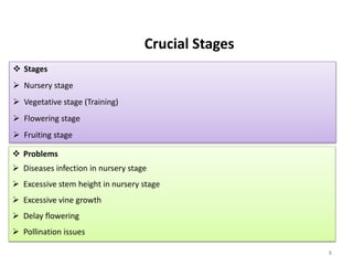 8
Crucial Stages
 Stages
 Nursery stage
 Vegetative stage (Training)
 Flowering stage
 Fruiting stage
 Problems
 Diseases infection in nursery stage
 Excessive stem height in nursery stage
 Excessive vine growth
 Delay flowering
 Pollination issues
 