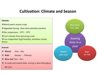 Cultivation: Climate and Season
Climate:
Mainly warm season crops
Vegetable forcing : River bed cultivation (winter)
Day temperature : 180C - 300C
Can’t tolerate frost and strong wind
Low temperature high humidity stimulates female
flower.
Season:
 Kharif: June - July
 Rabi : January - February
 River bed: Oct – Nov
 In south and central India, sowing is done throughout
the year.
Sowing
time in a
year
River bed
Oct- Nov
Kharif
June-July
Rabi
Jan-Feb
 