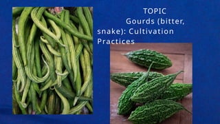 Gourds (bitter, snake) Cultivation.pptx