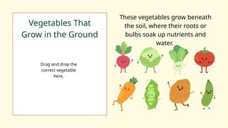 Vegetables That
Grow in the Ground
These vegetables grow beneath
the soil, where their roots or
bulbs soak up nutrients and
water.
Drag and drop the
correct vegetable
here.
 