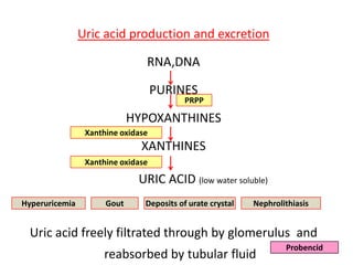 Uric acid production and excretion
RNA,DNA
PURINES

PRPP

HYPOXANTHINES
Xanthine oxidase

XANTHINES
Xanthine oxidase

URIC...