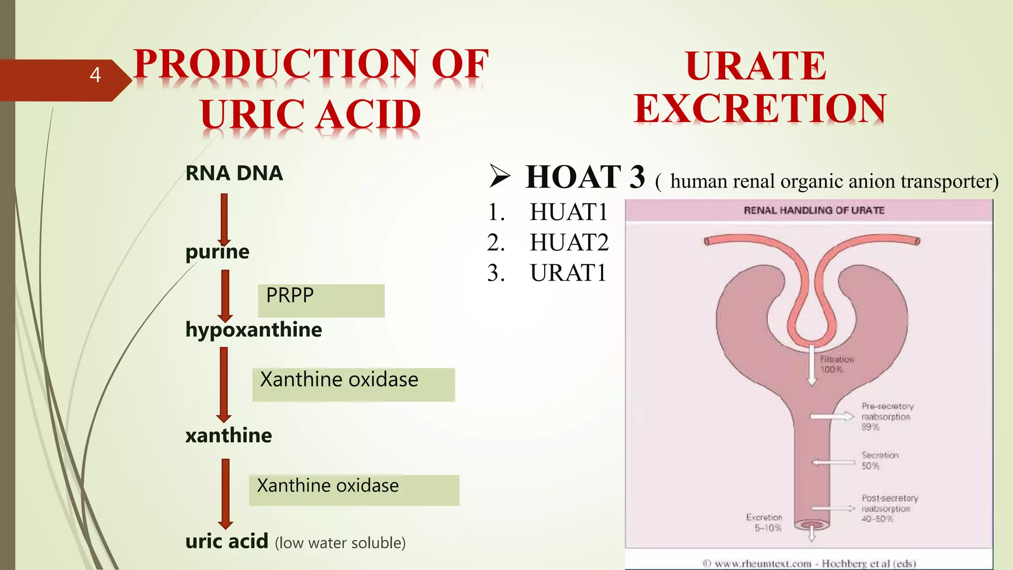 Pathology Treatment Of Gout PPTX pathology-treatment-of-gout-pptx