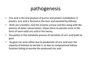 pathogenesis
• Uric acid is the end product of purine and protein metabolism in
poultry. Uric acid is formed in the liver and excreted by kidneys.
• Birds are uricotelic, lack the enzyme uricase and this along with the
process of water conservation, allows them to excrete urine in the
form of semi-solid uric acid in the faeces.
• Disruption in the metabolic process of excretion of uric acid leads to
gout.
• So,gout can arise either due to production of uric acid over the
capacity of kidneys to excrete it, or due to compromised kidney
function failing to excrete the produced uric acid
 