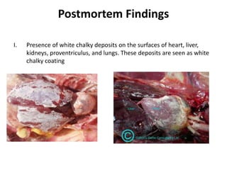 Postmortem Findings
I. Presence of white chalky deposits on the surfaces of heart, liver,
kidneys, proventriculus, and lungs. These deposits are seen as white
chalky coating
 