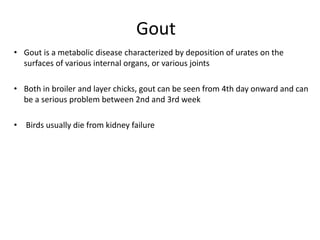 Gout
• Gout is a metabolic disease characterized by deposition of urates on the
surfaces of various internal organs, or various joints
• Both in broiler and layer chicks, gout can be seen from 4th day onward and can
be a serious problem between 2nd and 3rd week
• Birds usually die from kidney failure
 