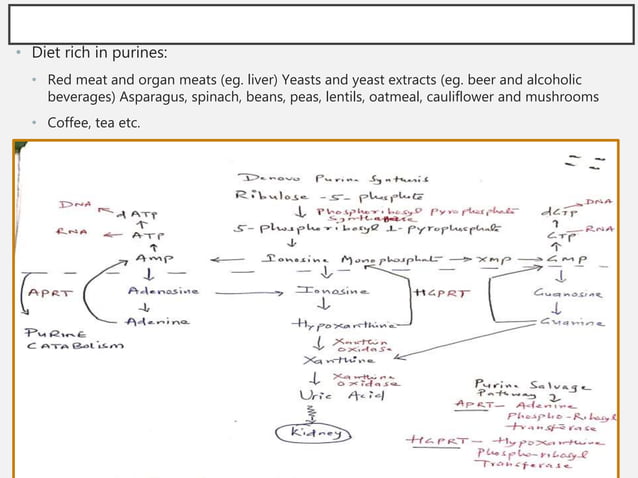 Pathophysiology of Gout | PPTX | Endocrine and Metabolic Diseases ...
