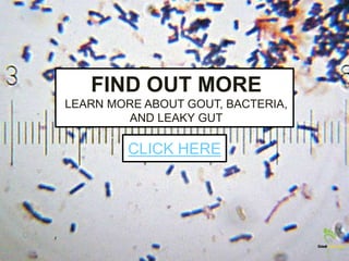 FIND OUT MORE
LEARN MORE ABOUT GOUT, BACTERIA,
AND LEAKY GUT
CLICK HERE
 