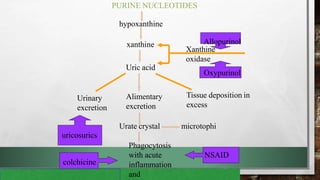 34
PURINE NUCLEOTIDES
hypoxanthine
xanthine
Uric acid
Xanthine
oxidase
Alimentary
excretion
Urinary
excretion
Tissue deposition in
excess
Urate crystal microtophi
Phagocytosis
with acute
inflammation
and
uricosurics
colchicine
NSAID
Allopurinol
Oxypurinol
 
