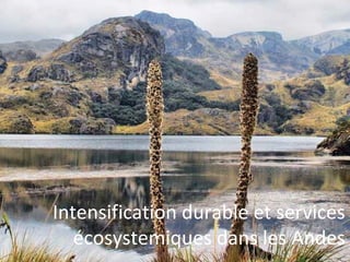 Intensification durable et services 
écosystemiques dans les Andes 
 