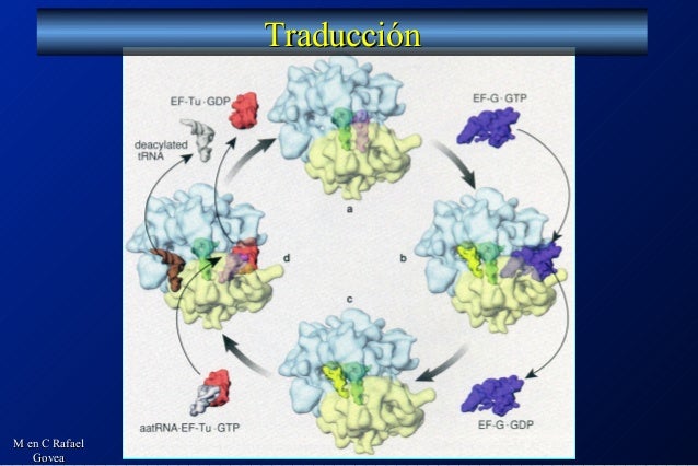Http Www Nature Com Nrg Multimedia Rnai Animation Index Html Http Www Nature Com Nrg Multimedia Rnai Animation Index Html