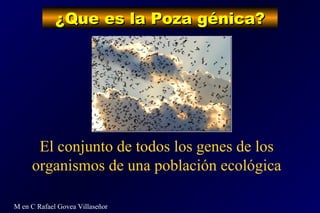 ¿Que es la Poza génica?¿Que es la Poza génica?
M en C Rafael Govea Villaseñor
El conjunto de todos los genes de los
organi...