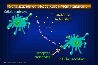 Señalización con Receptores Membranales … Célula emisora Célula receptora Molécula hidrofílica Receptor membranal 