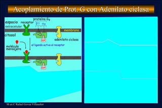 Acoplamiento de Prot. G con Adenilato ciclasa 