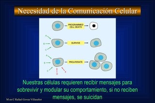 Necesidad de la Comunicación Celular Nuestras células requieren recibir mensajes para sobrevivir y modular su comportamiento, si no reciben mensajes, se suicidan M en C Rafael Govea Villaseñor 