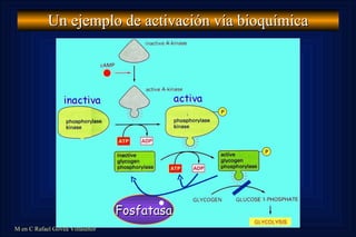 Un ejemplo de activación vía bioquímica Fosfatasa 