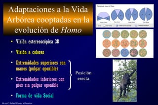 Adaptaciones a la Vida
Arbórea cooptadas en la
evolución de Homo
• Visión estereoscópica 3D
Visión estereoscópica 3D
• Visión a colores
Visión a colores
• Extremidades superiores con
Extremidades superiores con
manos (pulgar oponible)
manos (pulgar oponible)
• Extremidades inferiores con
Extremidades inferiores con
pies sin pulgar oponible
pies sin pulgar oponible
• Forma de vida Social
Forma de vida Social
M en C Rafael Govea Villaseñor
Posición
Posición
erecta
erecta
 
