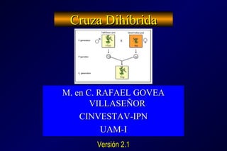 Cruza DihíbridaCruza Dihíbrida
M. en C. RAFAEL GOVEAM. en C. RAFAEL GOVEA
VILLASEÑORVILLASEÑOR
CINVESTAV-IPNCINVESTAV-IPN
UAM-IUAM-I
M. en C. RAFAEL GOVEAM. en C. RAFAEL GOVEA
VILLASEÑORVILLASEÑOR
CINVESTAV-IPNCINVESTAV-IPN
UAM-IUAM-I
Versión 2.1Versión 2.1
 