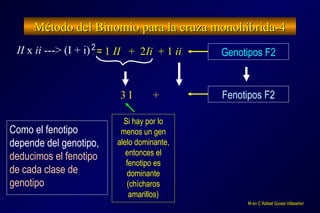 Método del Binomio para la cruza monohíbrida-4Método del Binomio para la cruza monohíbrida-4
Como el fenotipo
depende del genotipo,
deducimos el fenotipo
de cada clase de
genotipo
M en C Rafael Govea VillaseñorM en C Rafael Govea Villaseñor
II x ii ---> (I + i)2
Genotipos F2= 1 II + 2Ii + 1 ii
Fenotipos F23 I +
Si hay por lo
menos un gen
alelo dominante,
entonces el
fenotipo es
dominante
(chícharos
amarillos)
 