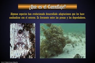 M en C Rafael Govea Villaseñor
M en C Rafael Govea Villaseñor
¿Qué es el Camuflaje?
¿Qué es el Camuflaje?
Algunas especies han evolucionado desarrollado adaptaciones que les hace
Algunas especies han evolucionado desarrollado adaptaciones que les hace
confundirse con el entorno. Es frecuente entre las presas y los depredadores.
confundirse con el entorno. Es frecuente entre las presas y los depredadores.
 
