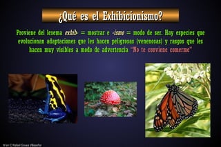 M en C Rafael Govea Villaseñor
M en C Rafael Govea Villaseñor
¿Qué es el Exhibicionismo?
¿Qué es el Exhibicionismo?
Proviene del lexema
Proviene del lexema exhib
exhib- = mostrar e
- = mostrar e -ismo
-ismo = modo de ser. Hay especies que
= modo de ser. Hay especies que
evolucionan adaptaciones que les hacen peligrosas (venenosas) y rasgos que les
evolucionan adaptaciones que les hacen peligrosas (venenosas) y rasgos que les
hacen muy visibles a modo de advertencia
hacen muy visibles a modo de advertencia “No te conviene comerme”
“No te conviene comerme”
 