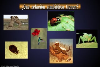 M en C Rafael Govea Villaseñor
M en C Rafael Govea Villaseñor
¿Qué relación simbiótica tienen?
¿Qué relación simbiótica tienen?
 